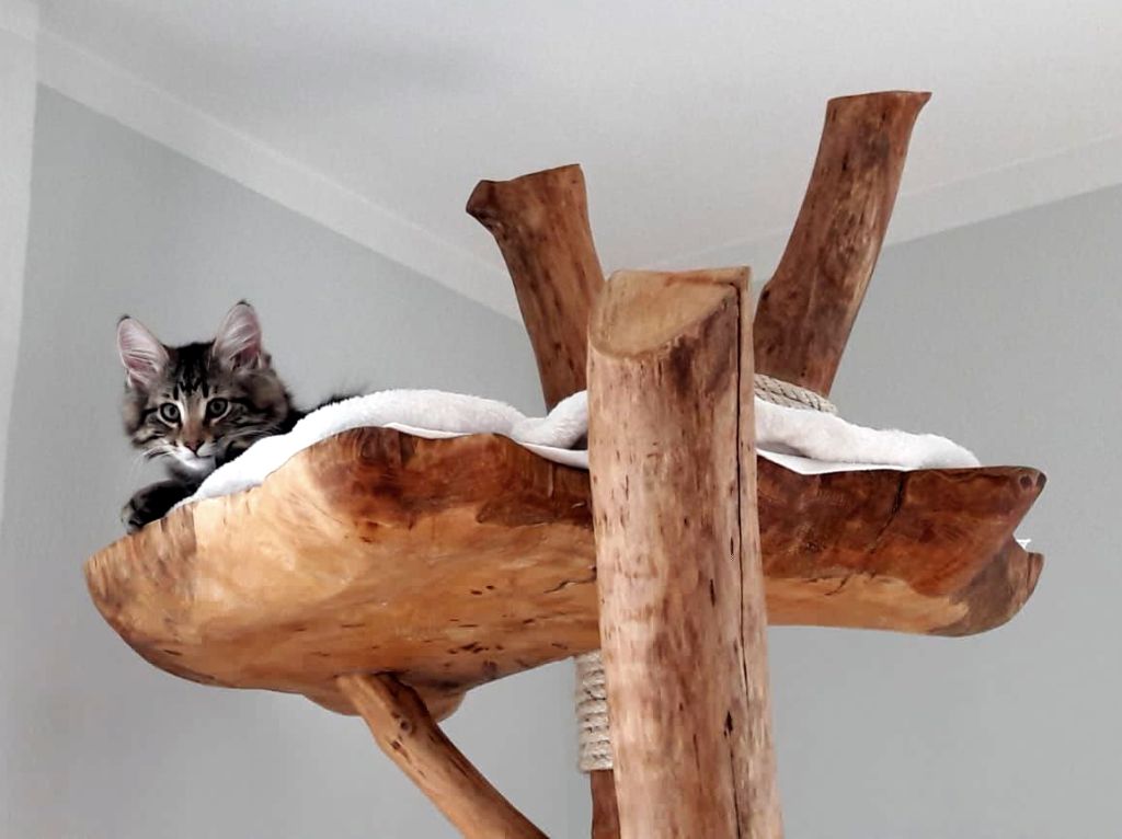 Anfrage Naturholz Liegefläche für Kratzbaum