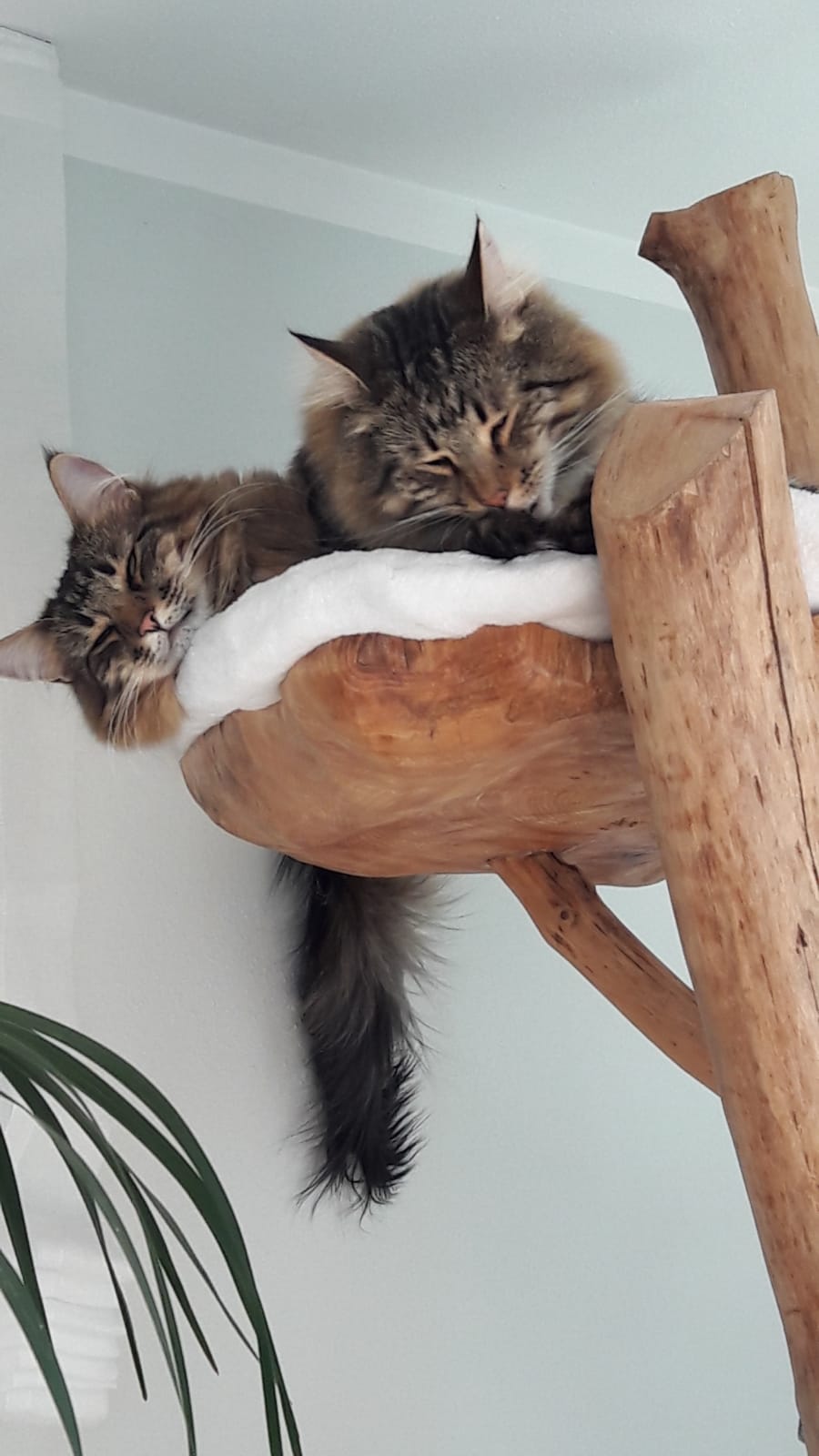 Zwei Maine Coon auf ihrem deckenhohen maßgefertigtem Kratzbaum in München