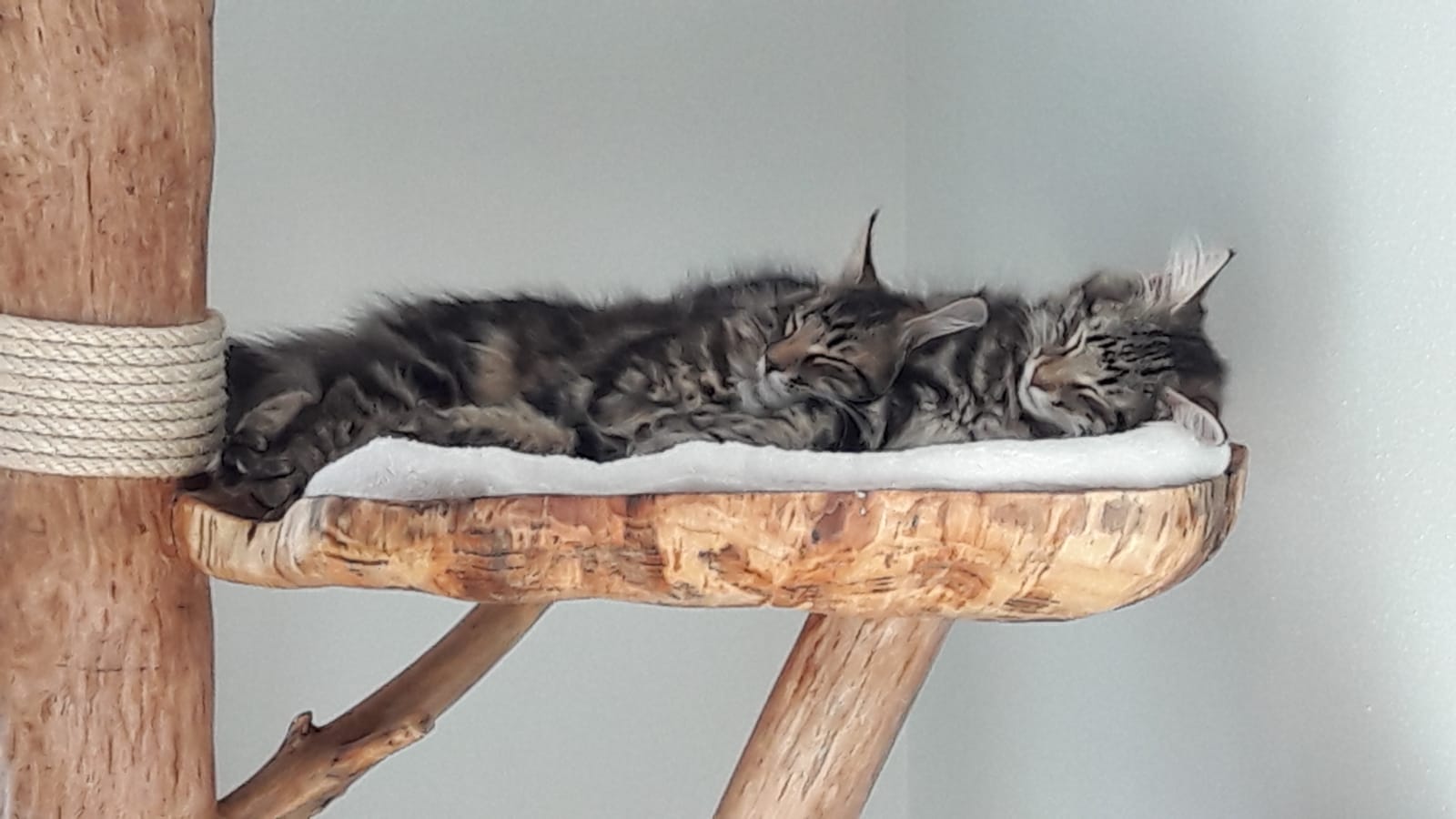 Zwei schlafende Maine Coon auf einer Naturholzliegefläche auf ihrem Kratzbaum in München
